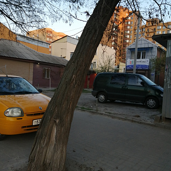 Снос аварийных деревьев в октябре 2019 года